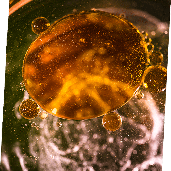 Diesel Bug Southampton 